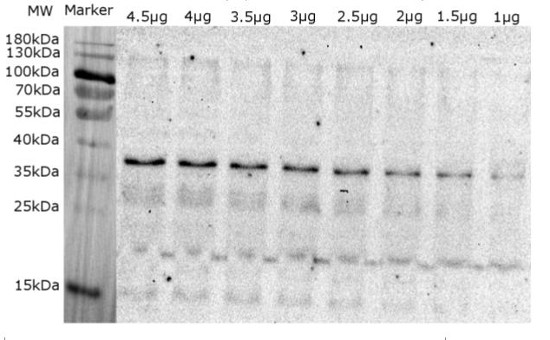 Western blot using anti-Lhcb5 | CP26 (Lhcb5) homolog (Ostreococcus tauri) antibodies